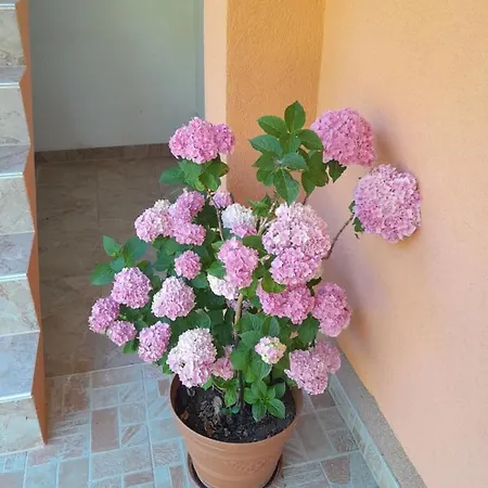 Kuca Za Odmor Panorama Lohovo Lejlighed *